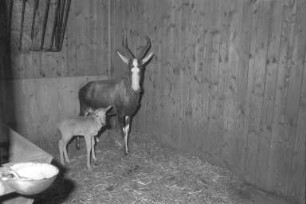 Nachwuchs bei der zur Tierart der Leier- oder Halbmond-Antilopen gehörenden Blessbock-Familie im Karlsruher Zoo