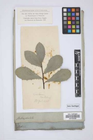 Hakea dentata