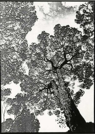 Baum von Unten, Pinie, experimentell