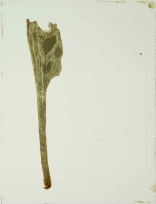 Mystriosuchus planirostris