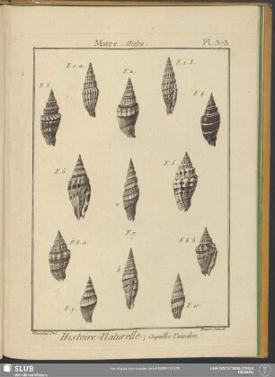 Pl. 373. Mitre. Mitra