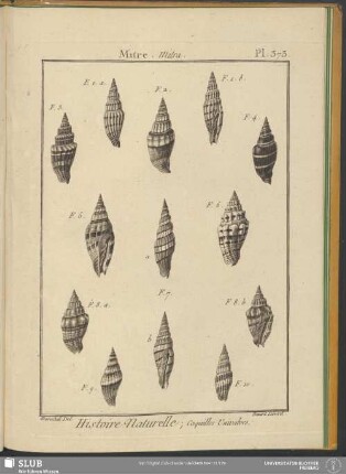 Pl. 373. Mitre. Mitra