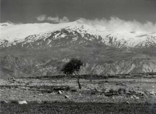 Baum in der Sierra Nevada