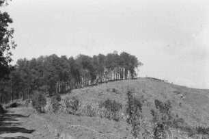 Kasuarinenwald : Waldstreifen auf einem Bergrücken