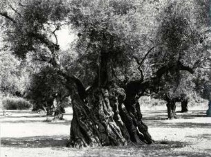 Olivenhain in Griechenland