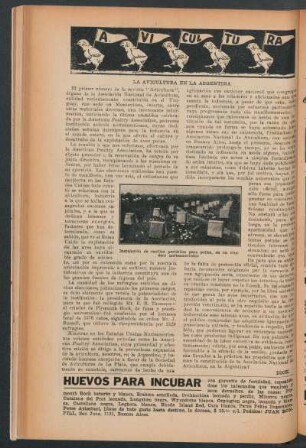 Avicultura : La avicultura en la Argentina