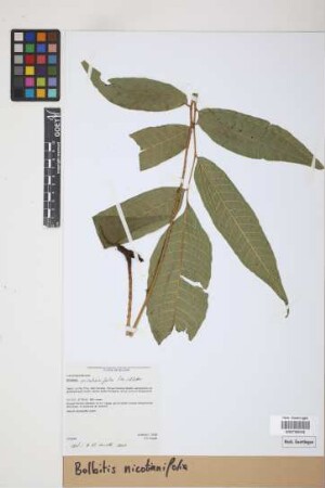 Bolbitis nicotianifolia Alston, 1932