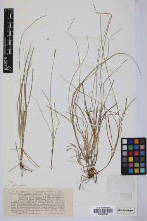 Carex sagittifera Lowe