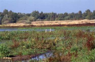 Königsbrück. Ehemaliger Truppenübungsplatz der Gruppe der Sowjetischen Streitkräfte in Deutschland (GSSD) im Staubereich der Pulsnitz. Stausee der Pulsnitz