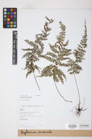 Asplenium uniseriale Raddi