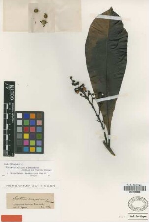Lecostemon amazonicum Spruce ex Benth. [isotype]