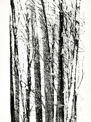Baumstämme im Winter, harter Kontrast
