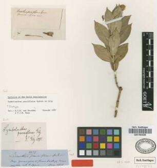 Lisianthius pauciflorus (Gilg) Spruce ex J.F.Macbr. [type]