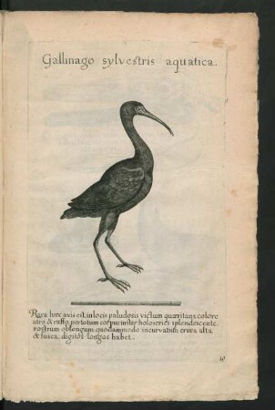 Gallinago sylvestris aquatica