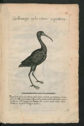 Gallinago sylvestris aquatica