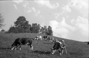 Weidende Kühe auf einer Wiese bei Hinterzarten