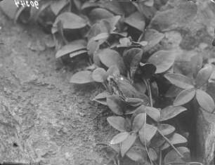 Europäischer Laubfrosch : Europäischer Laubfrosch (Hyla arborea Linnaeus) in Laub.