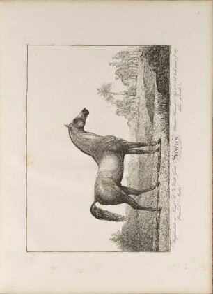 Illustration: Siwas. Hauptbeschäler im Königl. Pr. Fr. Wilh. Gestüt, ...