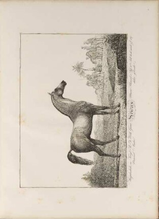Illustration: Siwas. Hauptbeschäler im Königl. Pr. Fr. Wilh. Gestüt, ...
