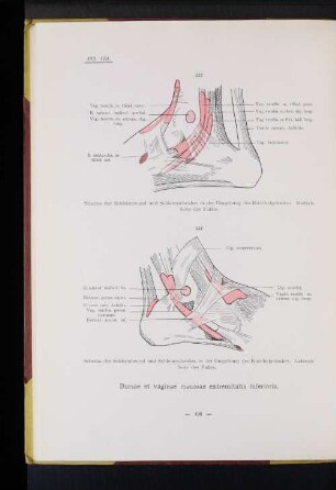 Bursae et vaginae mucosae extremitatis inferioris.