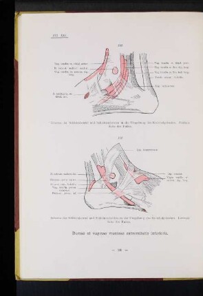 Bursae et vaginae mucosae extremitatis inferioris.