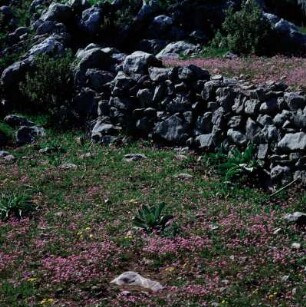 Bassae. Farbiges Leimkraut : Bassae. Farbiges Leimkraut (Silene colorata) auf den Terrassen oberhalb des Apollon-Tempels
