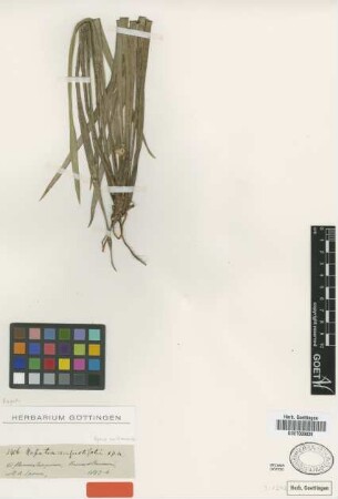 Rapatea angustifolia Spruce ex Kornicke [type]