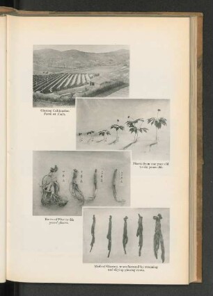 Roots of Five or Six years' plants.