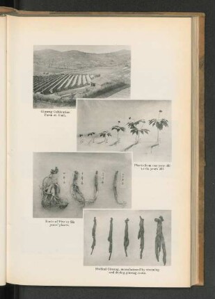 Roots of Five or Six years' plants.