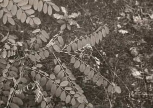 Gewöhnliche Robinie (Robinia pseudoacacia), auch verkürzt Robinie, Falsche Akazie, Scheinakazie, Gemeiner Schotendorn oder Silberregen in Spätabendstellung
