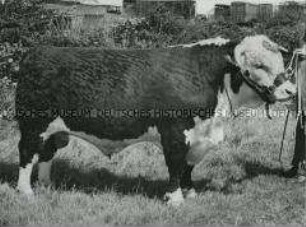 Preisgekrönter Hereford-Bulle auf der Royal Agricultural Society's annual Show in Blackpool (Lancashire, England)