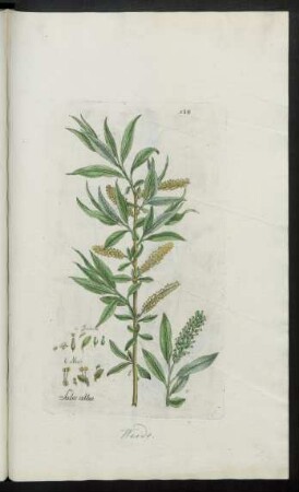 538. Salix alba