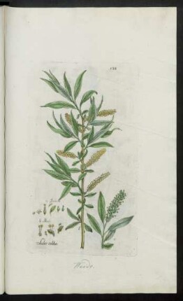 538. Salix alba
