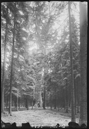 Grillenburg. Grillenburger Wald, Alte Eiche