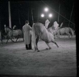 Circus Williams - Vorstellung - Tiere, ohne Ortsangabe, 1959
