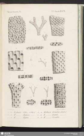 T. Crétacés, Pl. 672