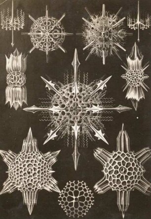 Wunderstrahlinge aus Ernst Haeckel, Kunstformen der Natur, Tafel 41