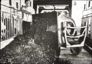 Mechanisierte Rinderstallfütterung