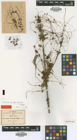 Cuscuta floribunda HBK.