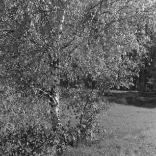 Landschaftsbild. Märkische Landschaft. : Wobraz krajiny. Markowska krajina.