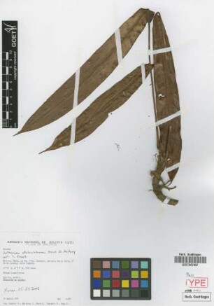 Anthurium ottobuchtienii Croat & Acebey [paratype]