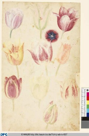 Studie von Tulpenblüten