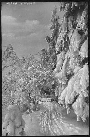 Altenberg. Winteraufnahme - Am Raupennest