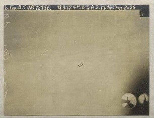 Albatros im Fluge (1600 m)