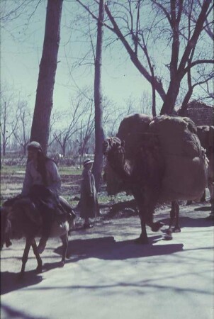 Reisefotos. Straßenszene mit Eselreiter und beladenem Kamel