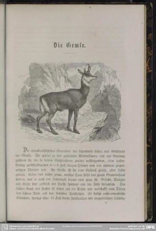 Die Gemse