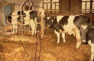 Fotografie: Stallsystem, Tieflaufstall, Milchkuh, Abrufstation