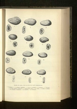 Graines De Cacao.