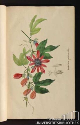 [Tab.] 8. Passiflora racemosa Edw.