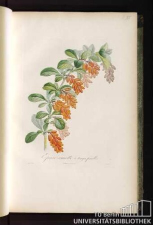 Pl. XV. Épine-vinette à larges feuilles.